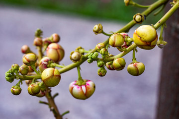 beautiful Red,Pink and Yellow Flower from Cannonball Tree, Vietnam