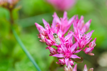 Striped fly sits on a violet flower. Closeup.