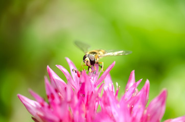 Striped fly sits on a violet flower of Sedum. Closeup.