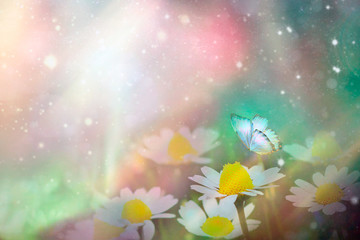 Fototapeta na wymiar A gentle blue butterfly on a daisies flower in nature in soft pastel colors with a soft focus, macro. Dreamy, romantic, elegant, art image of living nature. Copy space