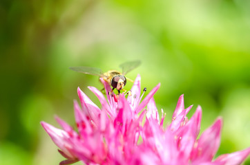 Striped fly sits on a violet flower of Sedum. Closeup.