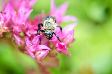 Striped fly sits on a violet flower of Sedum. Closeup.