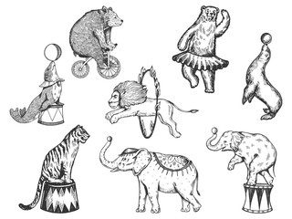 Retro circus animals performance set r sketch vector illustration. Old hand drawn engraving imitation. Human and animals vintage drawings © Oleksandr Pokusai