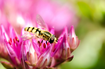 Striped fly sits on a violet flower of Sedum. Closeup.