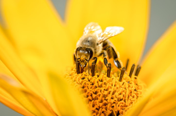 Bee. The bee pollinates Heliopsis flower. Pollinations of concept.