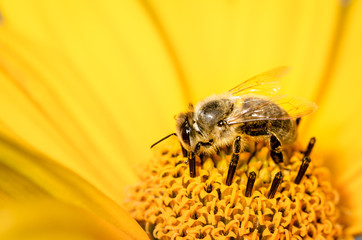 Honeybee pollinates a yellow flower of heliopsis. Closeup. Pollinations of concept.