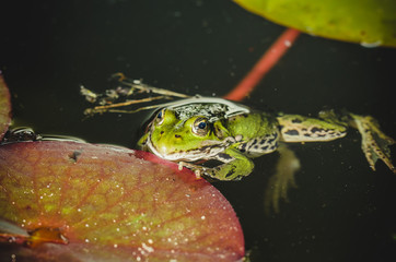 Frog. A frog in water near water lily leaves. Frog in the nature