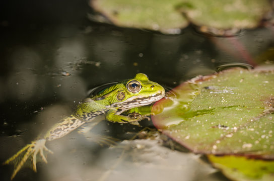 Frog. A frog in water near water lily leaves. Frog in the conditions of the nature