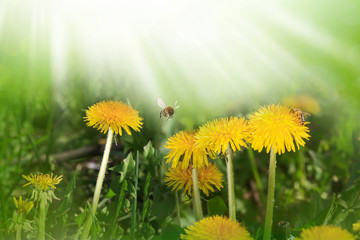 Fototapeta na wymiar Dandelion yellow flower growing in spring time on the green grass with sun rays. Morning time. Space for text. Sping or summer background
