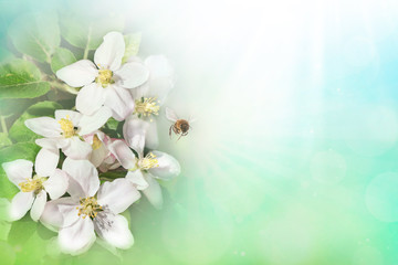 Spring blue background with blossom flowers and bee.Space for text presentation