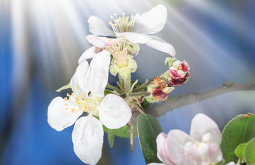 Honey bee on beautiful flowers