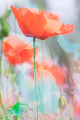 Poppies, the beginning of summer - photographed with a vintage lens - Two layers