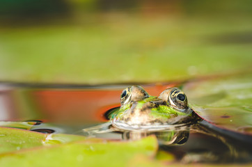 Frog. The frog looks out of water in a pond. Muzzle of a frog