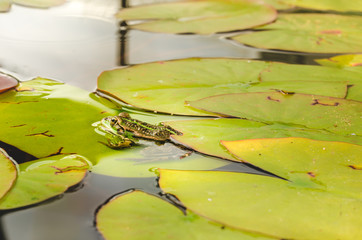 Frog. Green frog looks out of lily leaves.