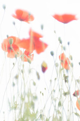 Fototapeta na wymiar Poppies, the beginning of summer - photographed with a vintage lens