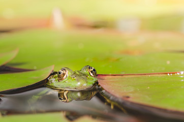 Frog. Green frog looks out of lily leaves. Frog portrait in water