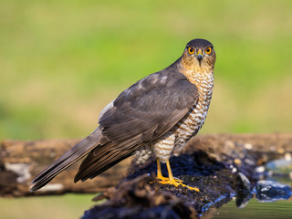 Sparviere (Accipiter nisus) posato su un ramo