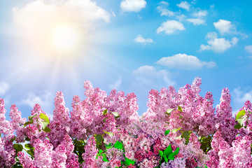 Spring branch of blossoming lilac with butterfly. Nature spring background with sunlight. Space for text. Blue sky at sunny day