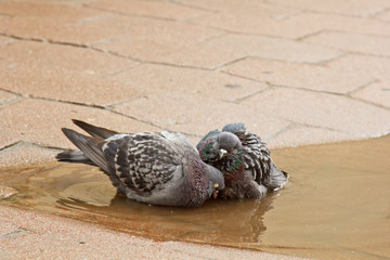 pair of gray doves swimming in a puddle on the street. Birds bathe in water on paving slabs in the rain. love, friendship, care