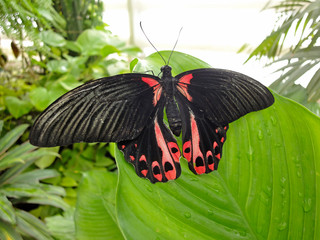 Fototapeta na wymiar Schmetterling schwarz mit roten Flecken