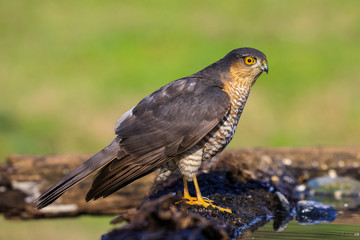 Sparviere (Accipiter nisus) posato su un ramo