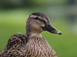 Cobham, UK - April 2019 - Close Up Of A Mallard Duck At Painshill Park, A Landscape Garden In, Surrey, UK