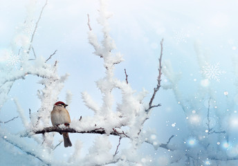 Sparrow in a park during winter season, Moscow