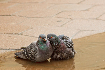 pair of gray doves swimming in a puddle on the street. Birds bathe in water on paving slabs in the...