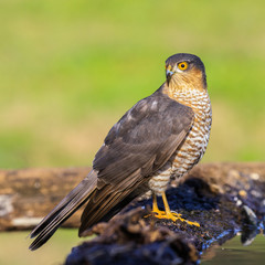 Sparviere (Accipiter nisus) posato su un ramo
