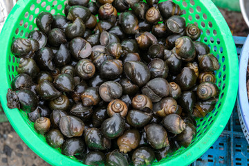 Snails and mussels, Street Food stall Ho Chi Minh City, Vietnam