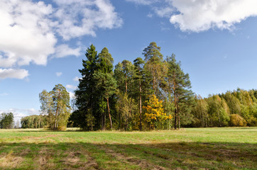 Early autumn at the Pavlovsk park.