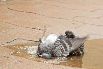 pair of gray doves swimming in a puddle on the street. Birds bathe in water on paving slabs in the...