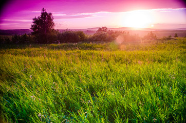 Fototapeta na wymiar Warm summer evening. Juicy green grass. Beautiful sunset