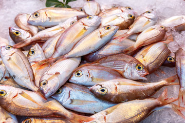 Pile of fish in the market, close-up