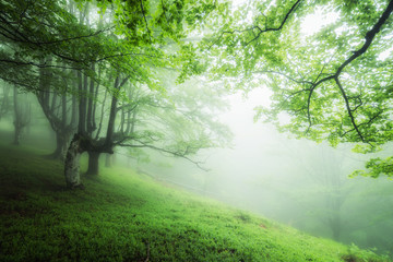 Fototapeta na wymiar misty forest of gorbea natural park