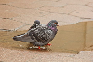 Obraz premium pair of gray doves swimming in a puddle on the street. Birds bathe in water on paving slabs in the rain. love, friendship, care