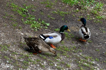 colorful ducks at the puddle