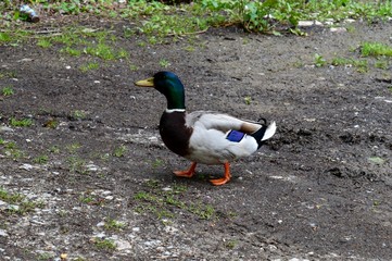 colorful ducks at the puddle