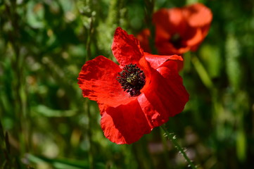 Close-up of a Beautiful Red Poppy, Nature, Macro
