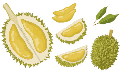 Durian set of isolated itemsать