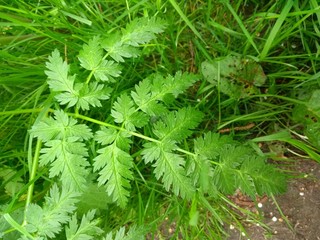 closeup of dill in the garden