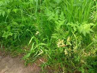 green grass with water drops