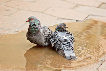 pair of gray doves swimming in a puddle on the street. Birds bathe in water on paving slabs in the rain. love, friendship, care © Yuliia