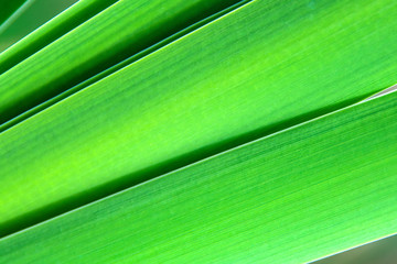 Bright green reed petals close-up. Bright green reed petals close-up