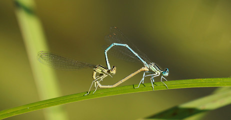 Libellule Agrion de mercure