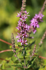 Lythrum salicaria