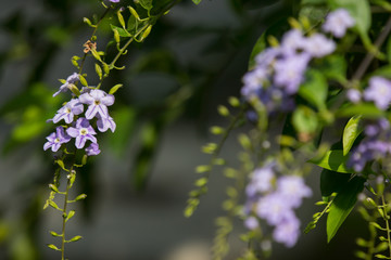  Small white mix violet  flower or  Duranta repens Flower