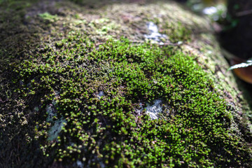 The sun shone down at the green moss that covered the rocks in the forest.
