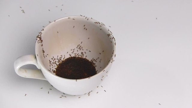 A group of ants that are eating sugar in a cup of coffee