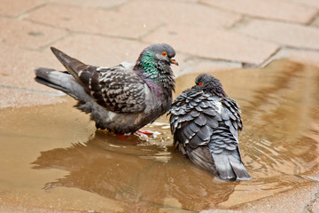 pair of gray doves swimming in a puddle on the street. Birds bathe in water on paving slabs in the...